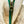 Natural Cone White Oak Work Uniform Denim(running slim in the thigh)